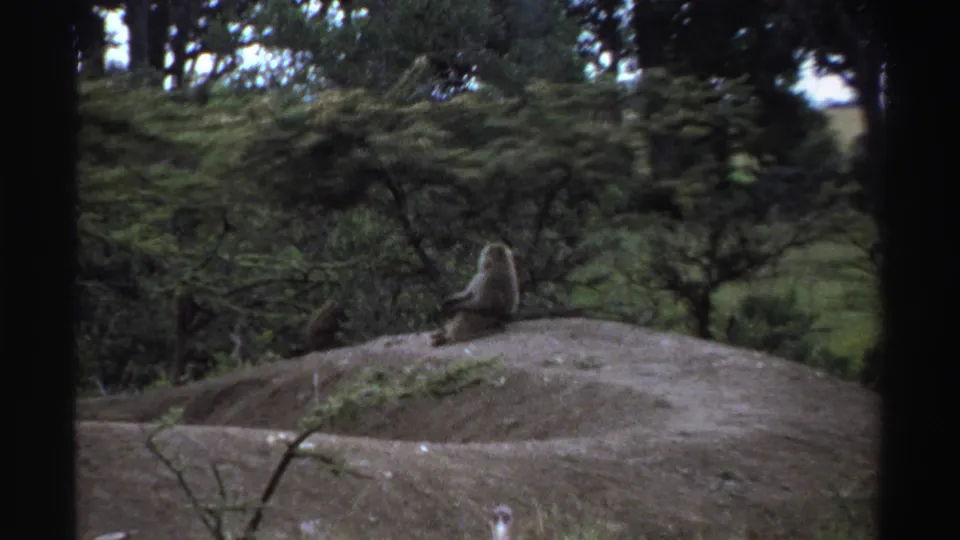 1969 Nigeria 8mm frame showing two monkeys on a rounded dirt mound with forest vegetation around them.