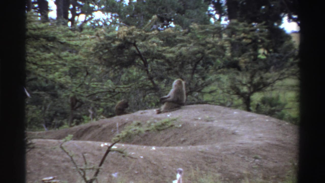 1969 Nigeria 8mm frame with two monkeys on a forest mound and a large bird partly entering the lower foreground.