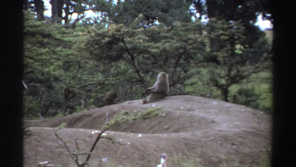 1969 Nigeria 8mm frame with two monkeys on a forest mound and a large bird partly entering the lower foreground.