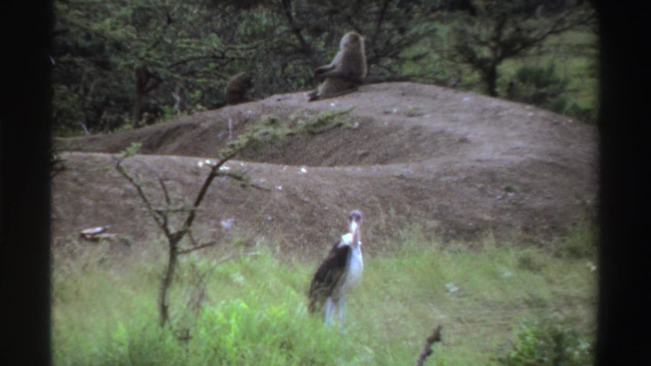 1969 Nigerian 8mm frame showing a stork in green grass while a baboon rests on a bare dirt mound in the background.