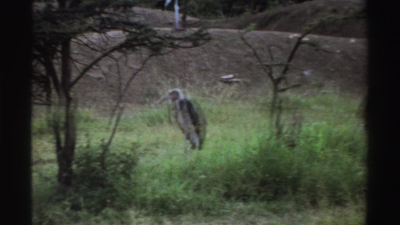 Black-and-white stork walking through green grass among trees and bare earth.