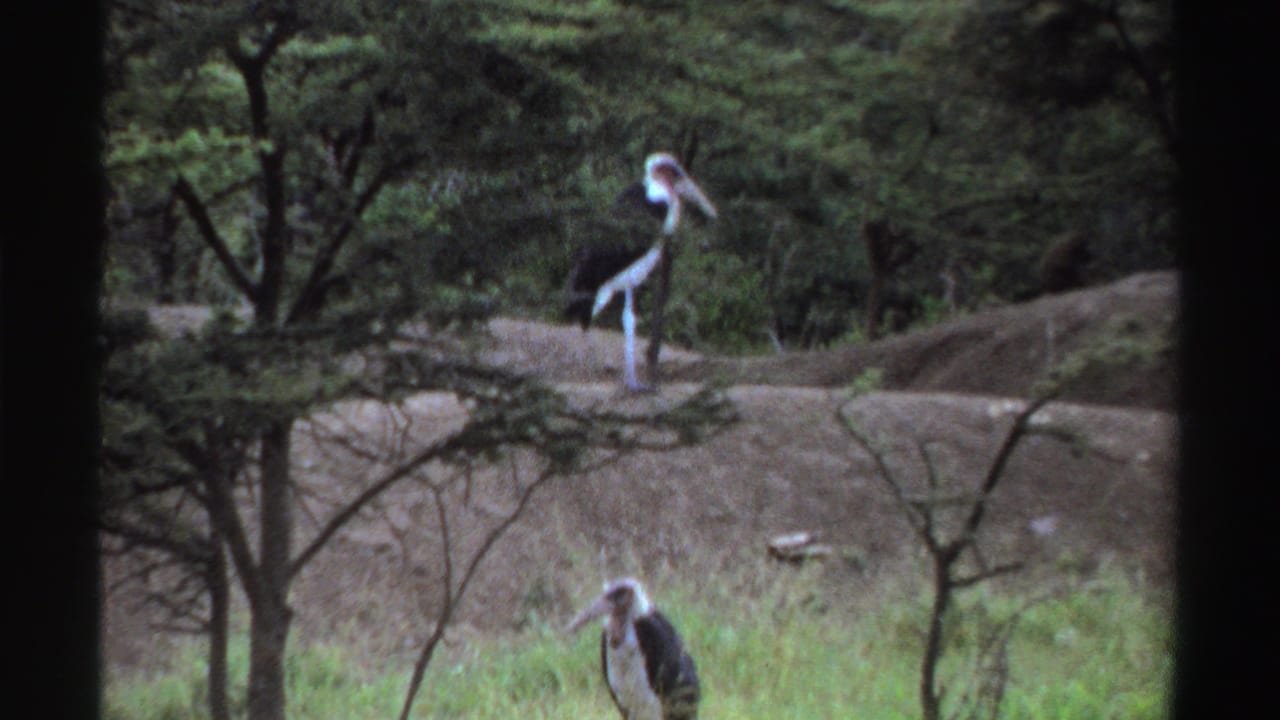 1969 Nigerian 8mm frame showing storks in a grassy, tree-dotted area with bare mounds behind them.