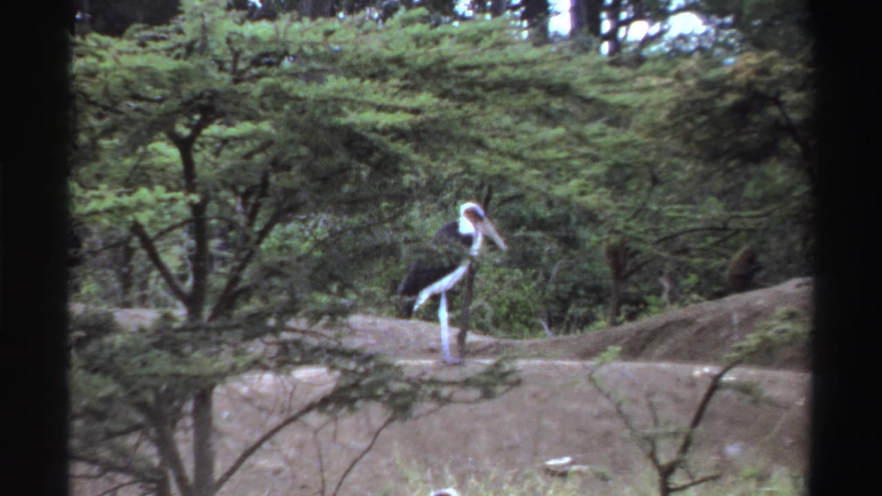 1969 Nigerian 8mm wildlife frame with a stork standing near low trees and uneven bare earth.