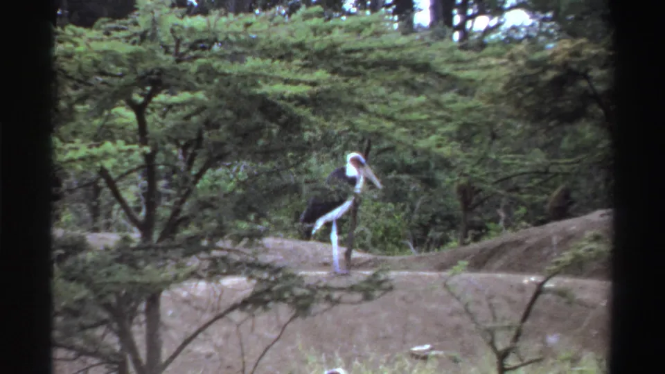 1969 Nigerian 8mm wildlife frame with a stork standing near low trees and uneven bare earth.