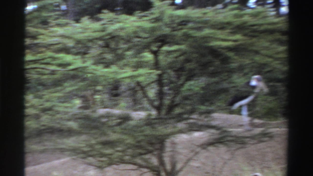 Large bird partly obscured by trees and dark vertical frame borders in a grassy habitat.