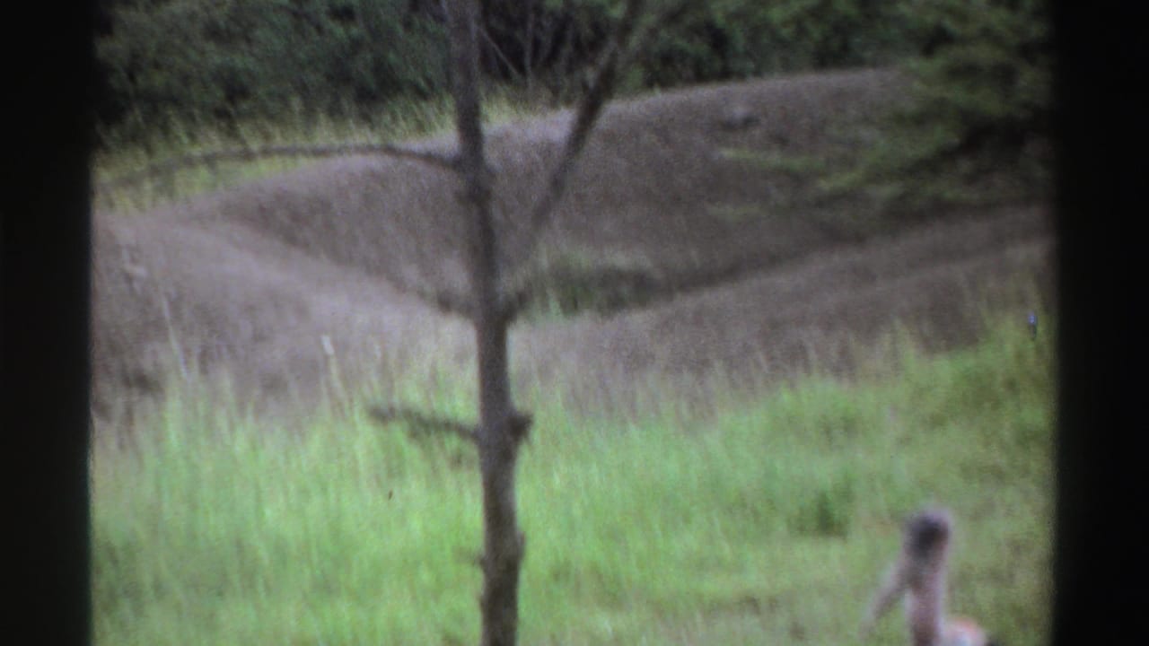 1969 Nigeria 8mm frame with tall grass, trees, dirt mounds, and the large bird partly cut off near the right edge.