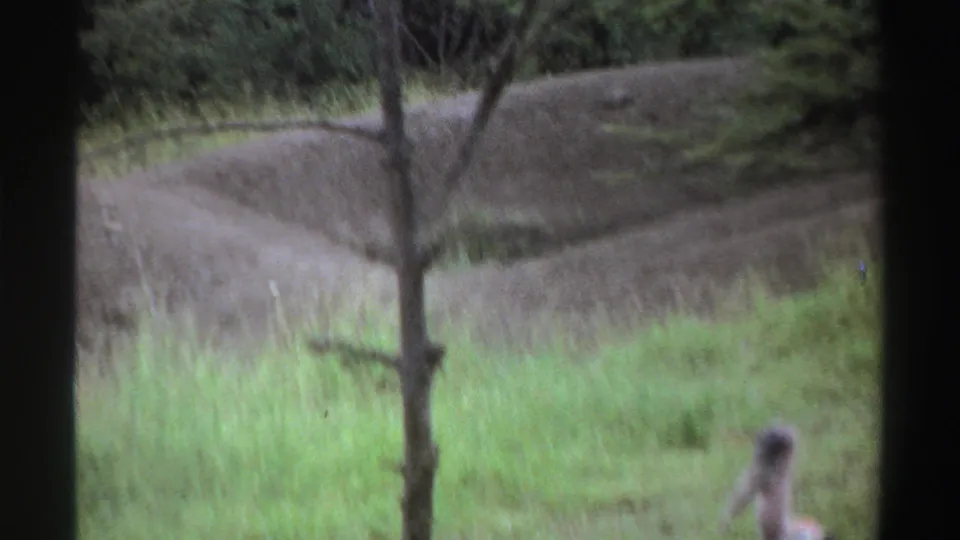 1969 Nigeria 8mm frame with tall grass, trees, dirt mounds, and the large bird partly cut off near the right edge.