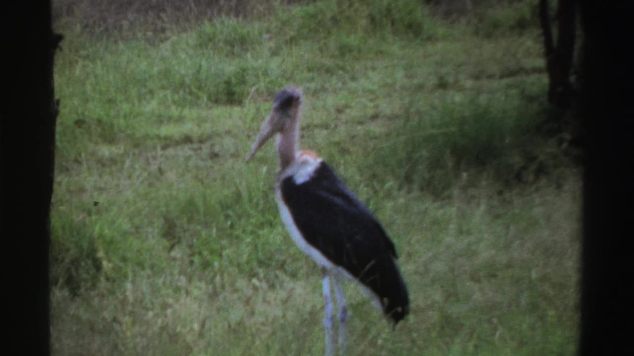 1969 Nigeria 8mm frame showing a large black-and-white stork-like bird standing in a grassy enclosure between dark vertical borders.