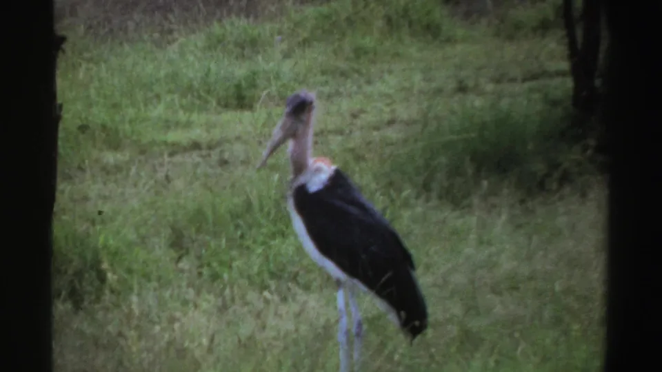 1969 Nigeria 8mm frame showing a large black-and-white stork-like bird standing in a grassy enclosure between dark vertical borders.