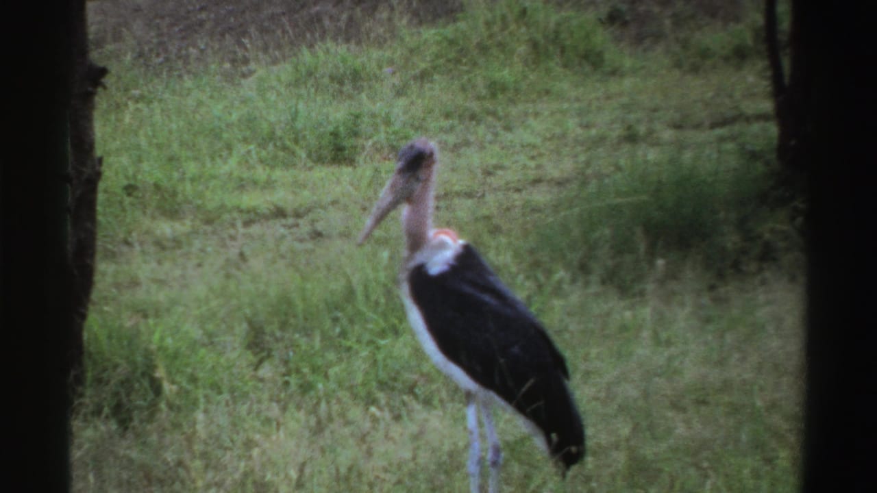 1969 Nigeria 8mm frame of a large stork-like bird standing in grass with trees and brush in the background.