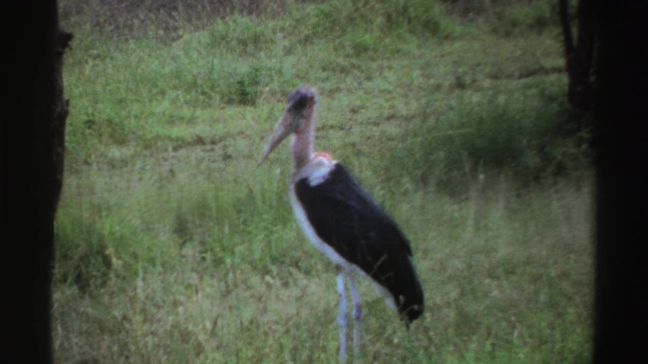 A large marabou stork stands in tall green grass in Nigeria, filmed on 8mm home-movie footage from the supplied 1969 metadata.