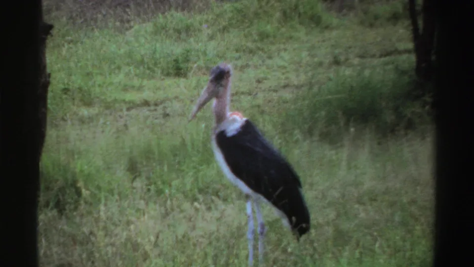A large marabou stork stands in tall green grass in Nigeria, filmed on 8mm home-movie footage from the supplied 1969 metadata.