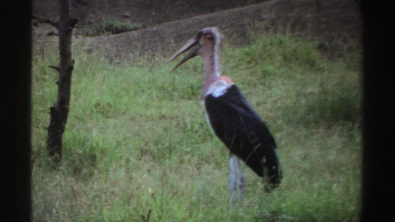Long-beaked bird with dark wings standing in grass with its beak open.