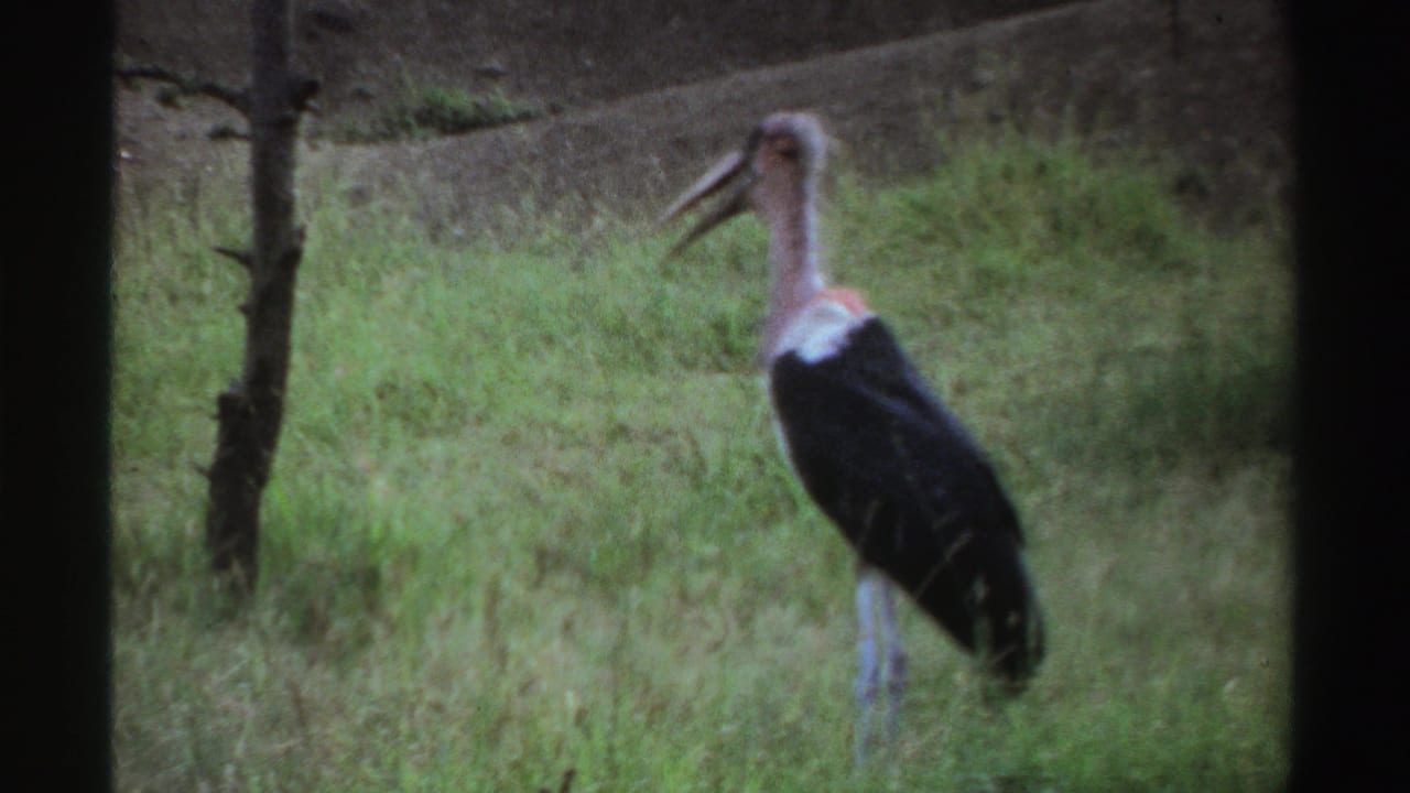 A soft 8mm frame shows the long-legged bird standing in tall grass, with a small tree trunk and muted vegetation behind it.
