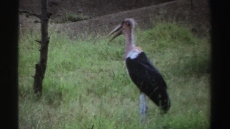 A soft 8mm frame shows the long-legged bird standing in tall grass, with a small tree trunk and muted vegetation behind it.