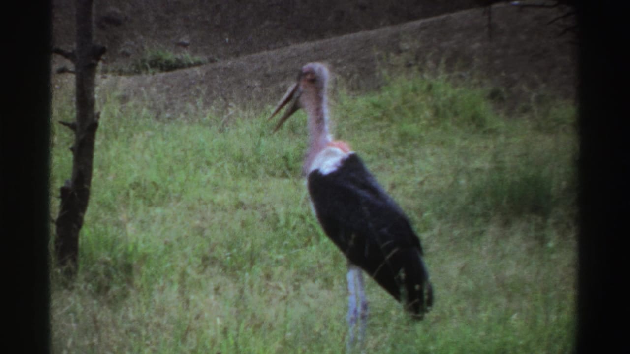 The final frame holds on the marabou stork in a grassy Nigerian setting, with dark wings, pale legs, and a featherless-looking neck.