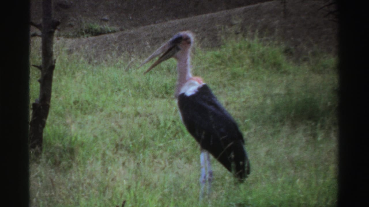 1969 Nigeria 8mm frame showing a large dark-bodied bird with a pale neck standing in grass.