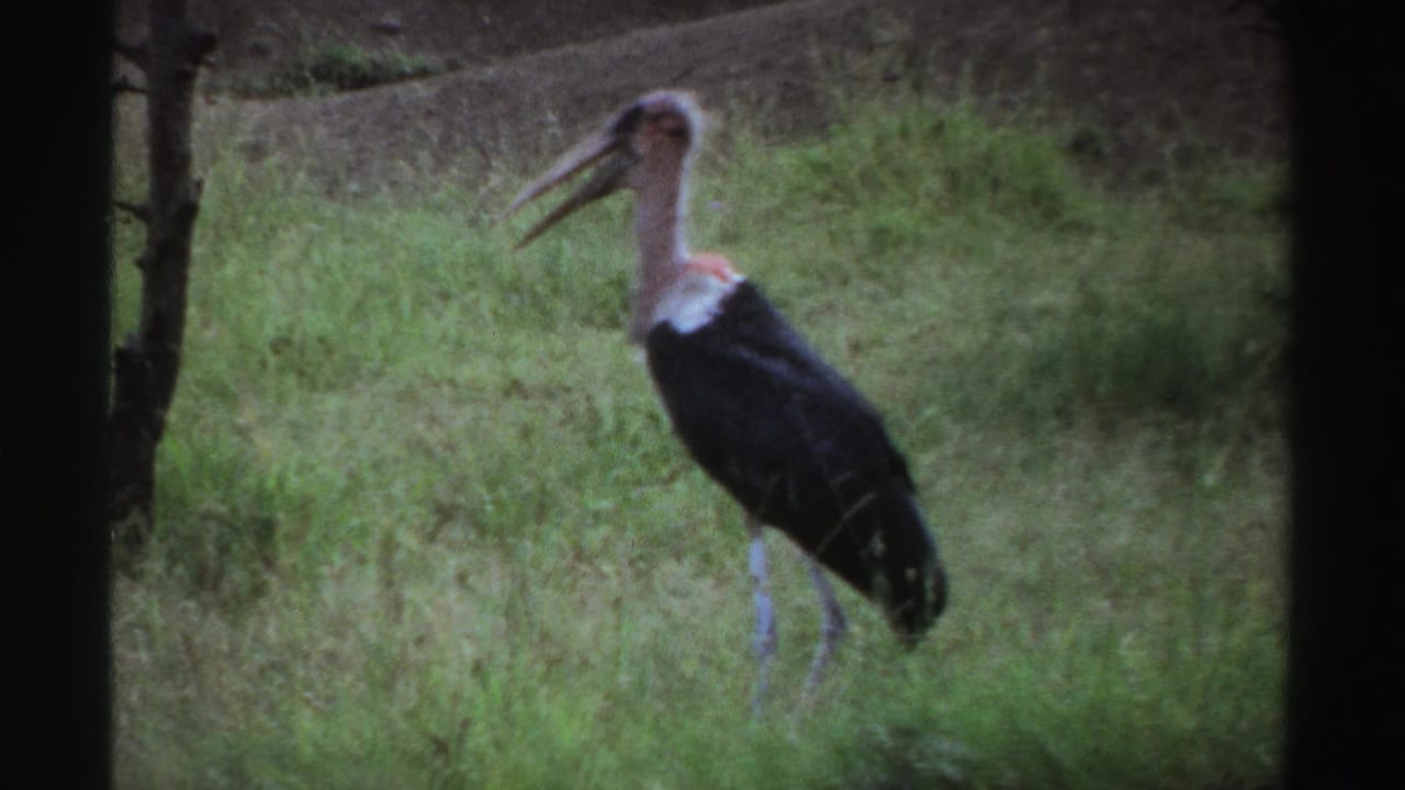 1969 Nigeria 8mm frame of a large wading bird standing motionless in grass with dark borders nearby.