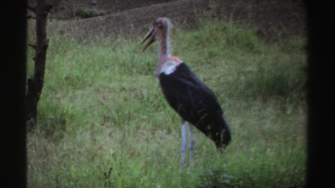 1969 Nigeria 8mm frame showing the bird in profile, with grass and a dark vertical edge in the foreground.