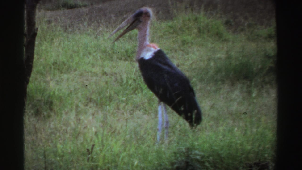 1969 Nigeria 8mm frame of a large bird standing in a grassy field, framed by dark vertical borders.