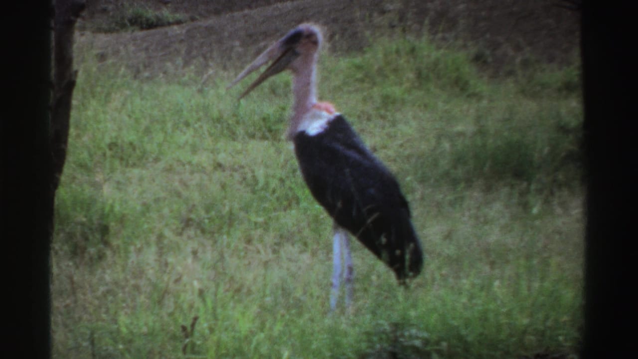 1969 Nigeria 8mm frame showing a marabou stork standing in tall grass with sparse trees and dark film borders.