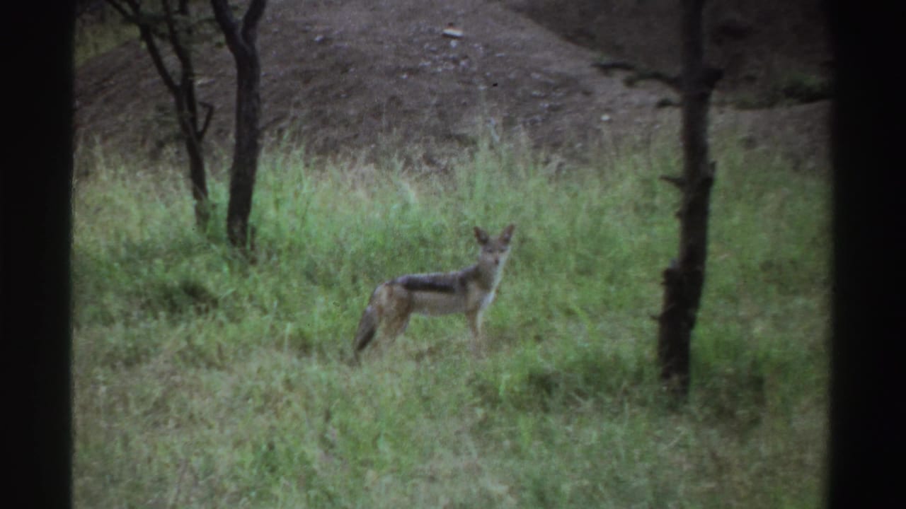 1969 Nigeria 8mm frame showing a jackal standing alert in tall grass, with sparse trees and a dirt mound behind it.