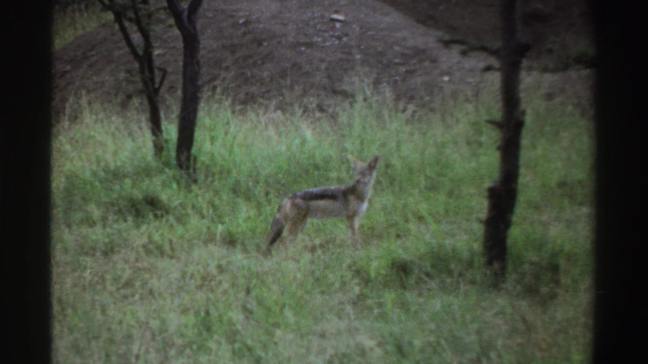 1969 Nigeria 8mm frame showing a jackal in profile in a grassy field, partly framed by slender tree trunks.