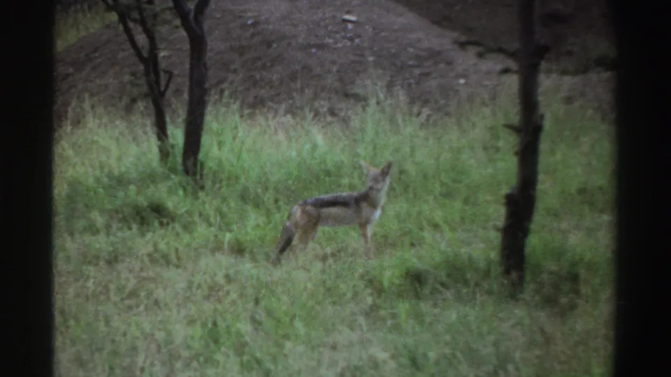 1969 Nigeria 8mm frame showing a jackal in profile in a grassy field, partly framed by slender tree trunks.