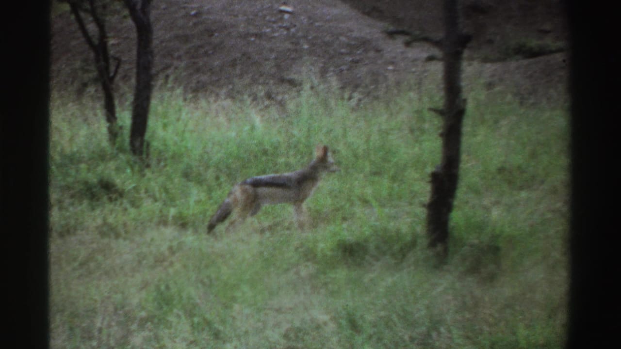 1969 Nigeria 8mm frame showing a jackal facing right in tall grass, with sparse trees and muted archival color.