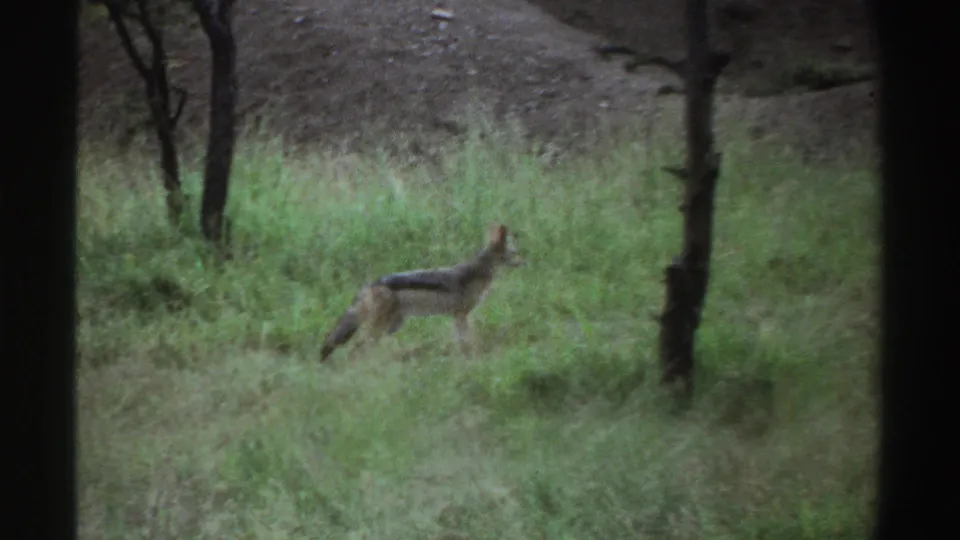 1969 Nigeria 8mm frame showing a jackal facing right in tall grass, with sparse trees and muted archival color.