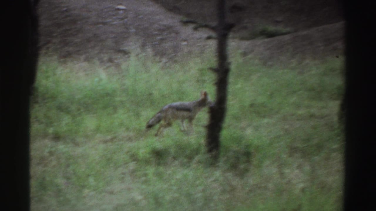 Small canid-like animal walking through tall grass among sparse trees.