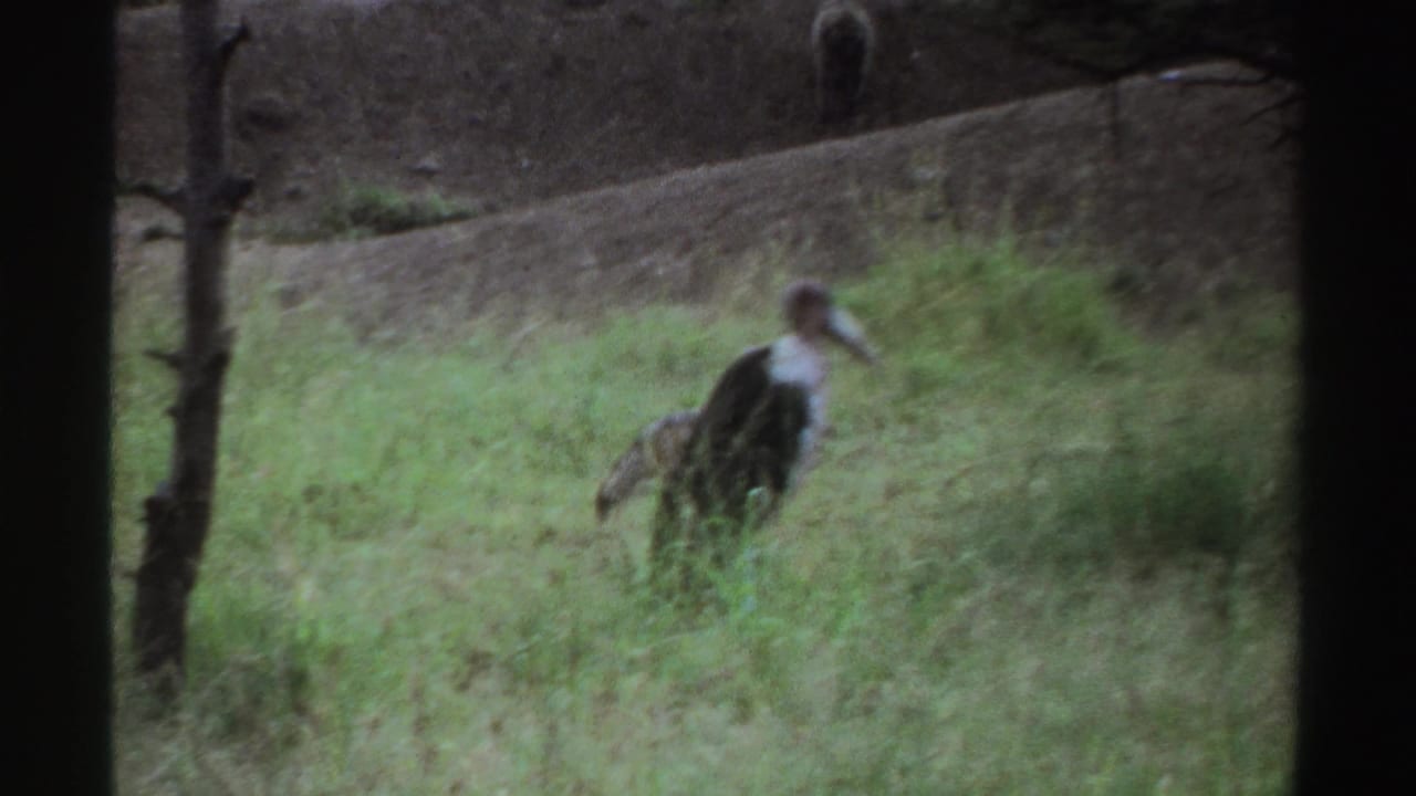 1969 Nigeria 8mm frame with a large stork-like bird standing in tall grass near a wooded slope.