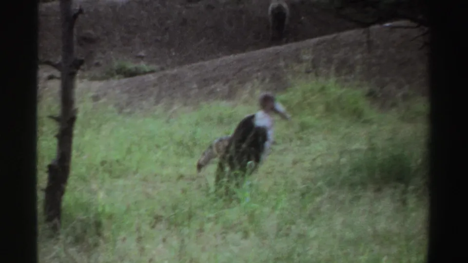 1969 Nigeria 8mm frame with a large stork-like bird standing in tall grass near a wooded slope.