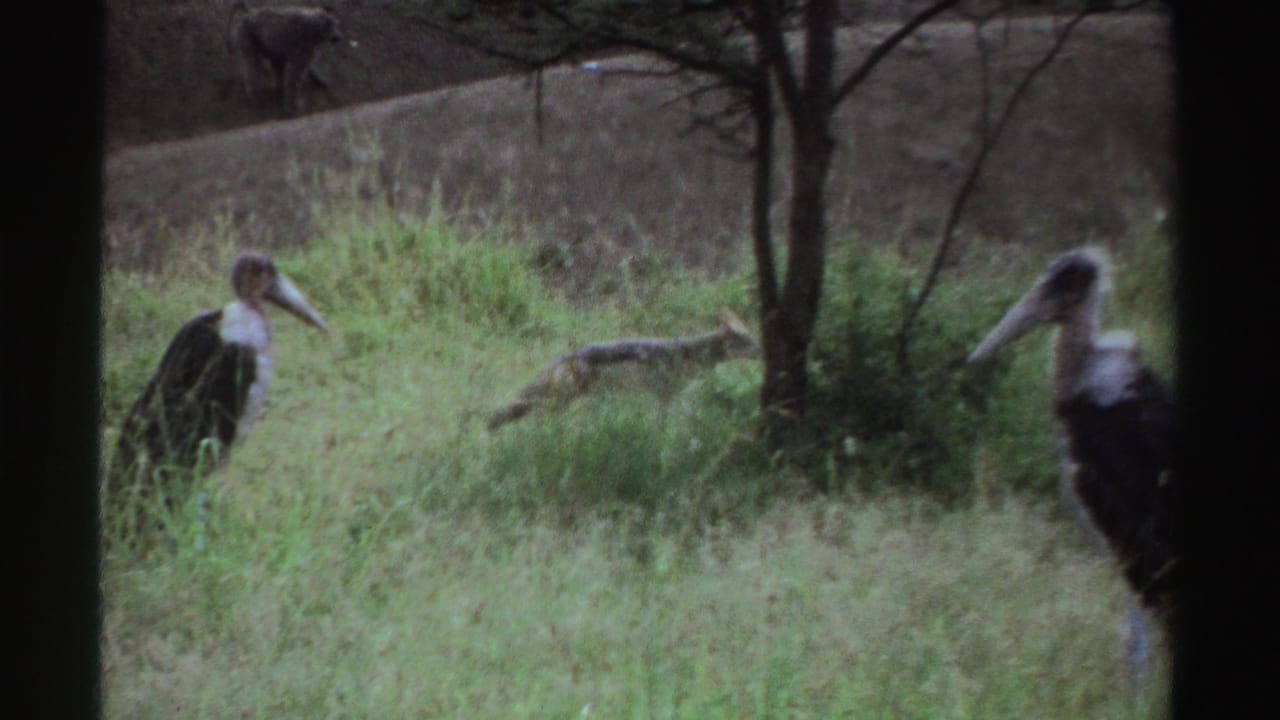 1969 Nigeria 8mm frame showing a stork-like bird in the foreground and a jackal-like animal passing behind it.