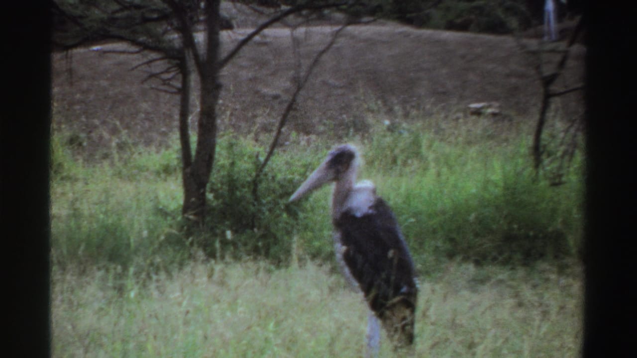 1969 Nigeria 8mm frame with a large long-beaked bird standing alone in a grassy clearing under sparse trees.
