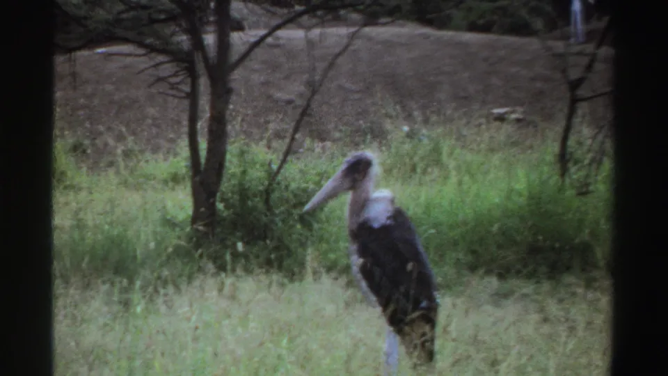 1969 Nigeria 8mm frame with a large long-beaked bird standing alone in a grassy clearing under sparse trees.