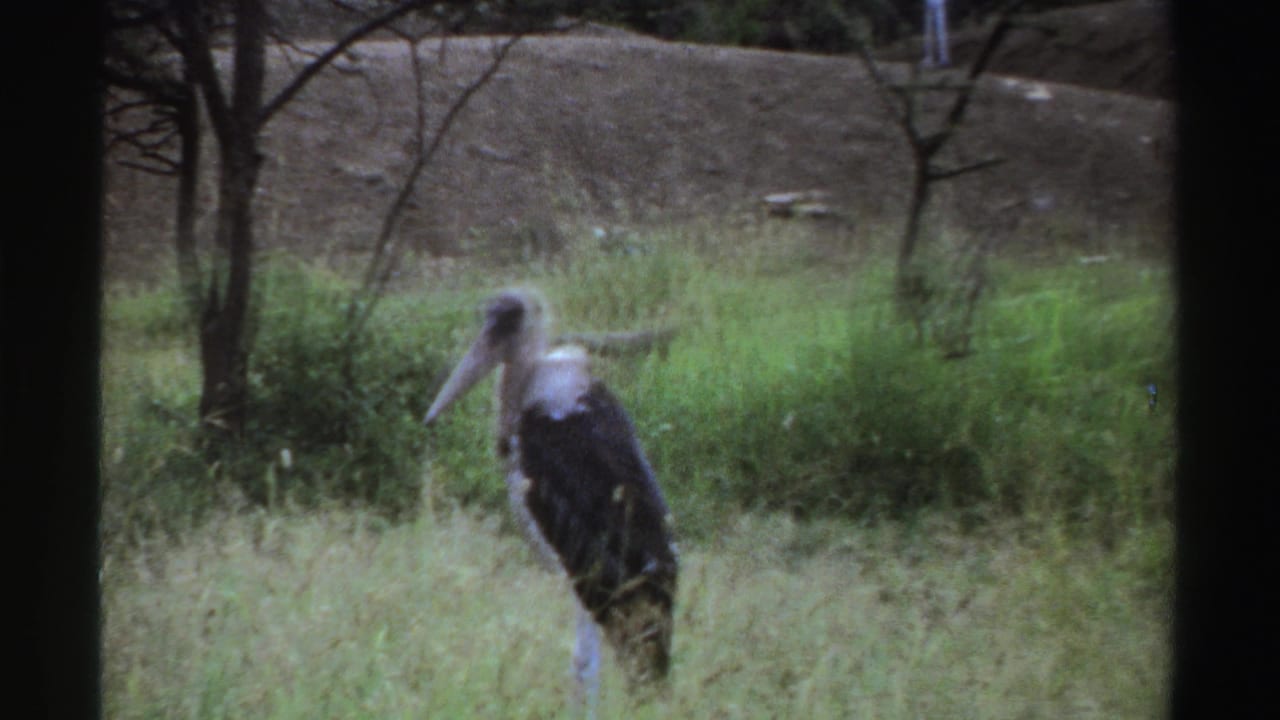 Large stork-like bird standing in tall grass with trees and an earthen bank behind it.