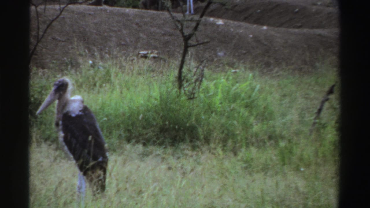1969 Nigeria 8mm frame showing a stork-like bird in tall grass, with thin trees and muted wooded ground behind it.