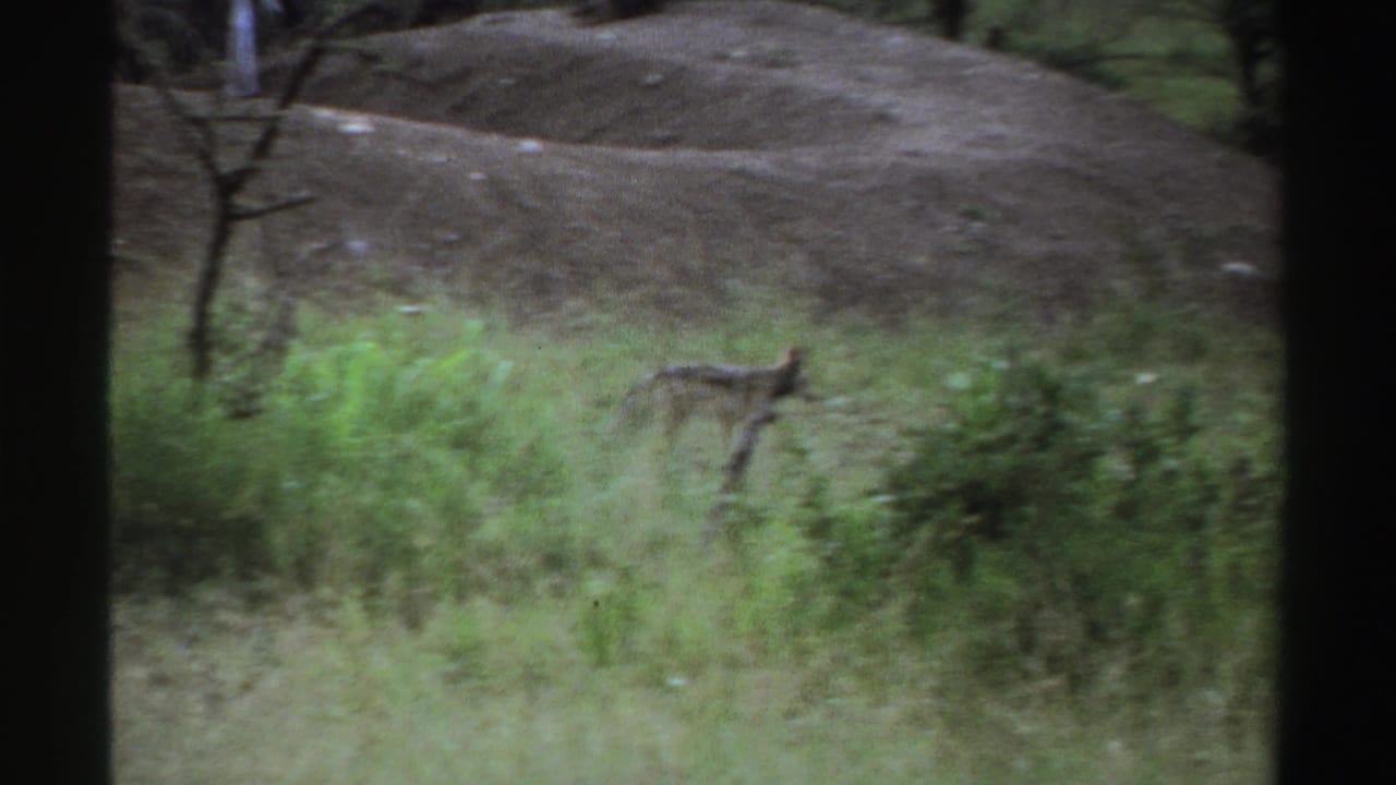 1969 Nigeria 8mm frame of a small fox-like animal moving through tall grass in a wooded rural setting.
