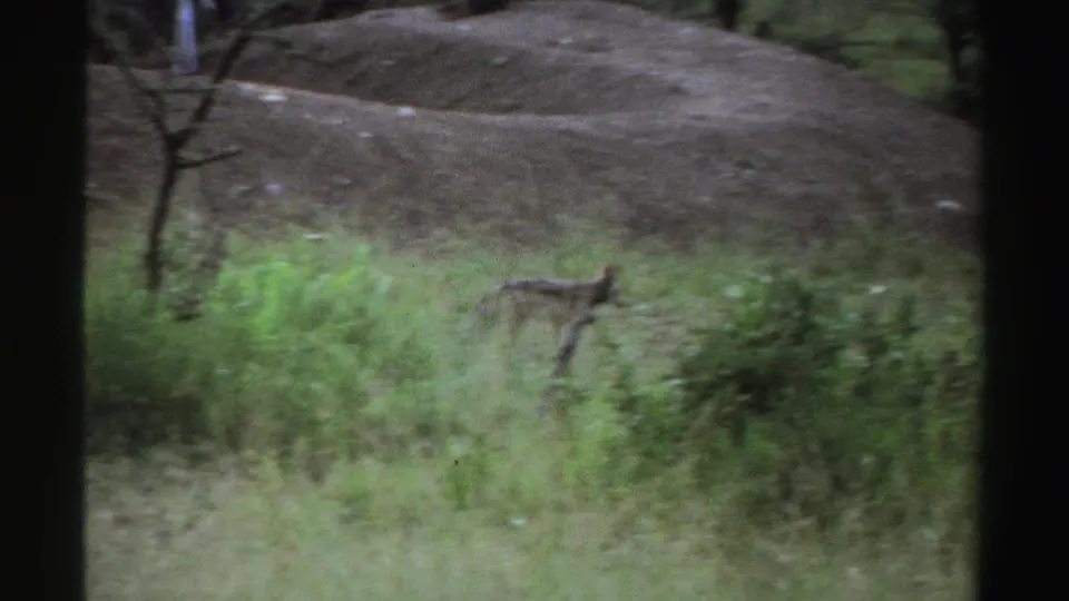 1969 Nigeria 8mm frame of a small fox-like animal moving through tall grass in a wooded rural setting.