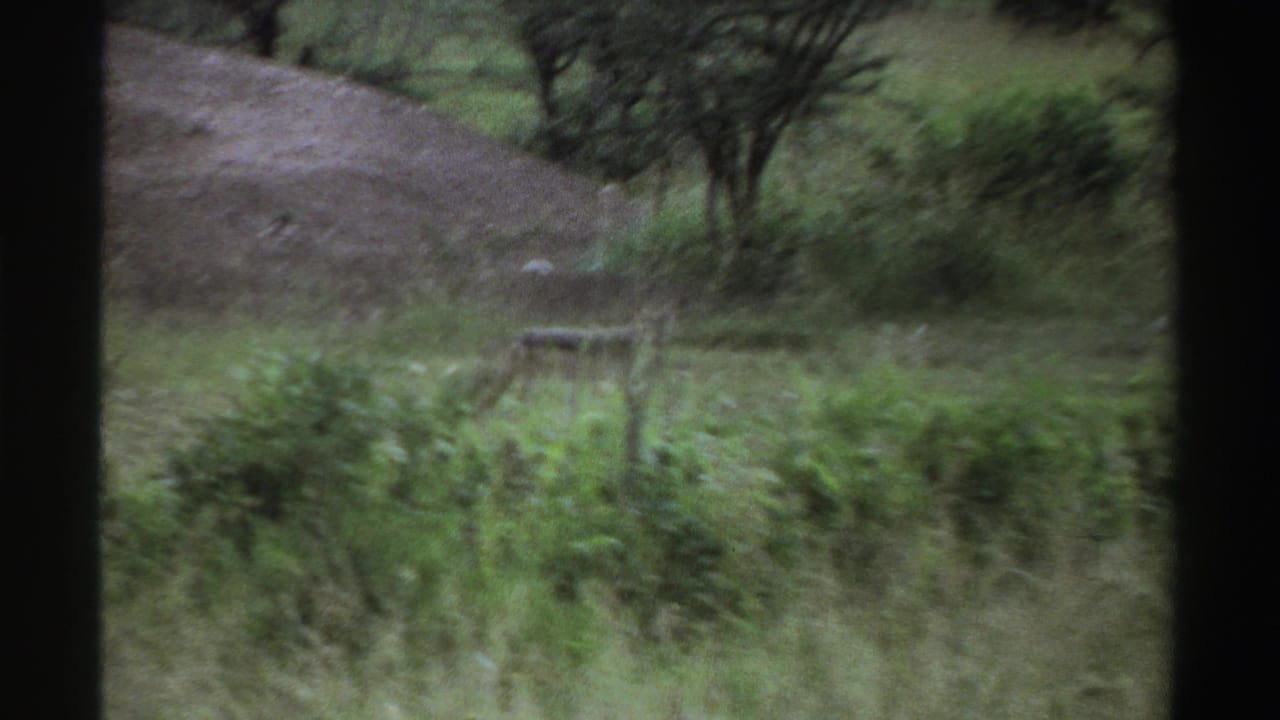 1969 Nigeria 8mm frame with a small fox-like animal partly hidden in tall grass below sparse trees and a sloped bank.