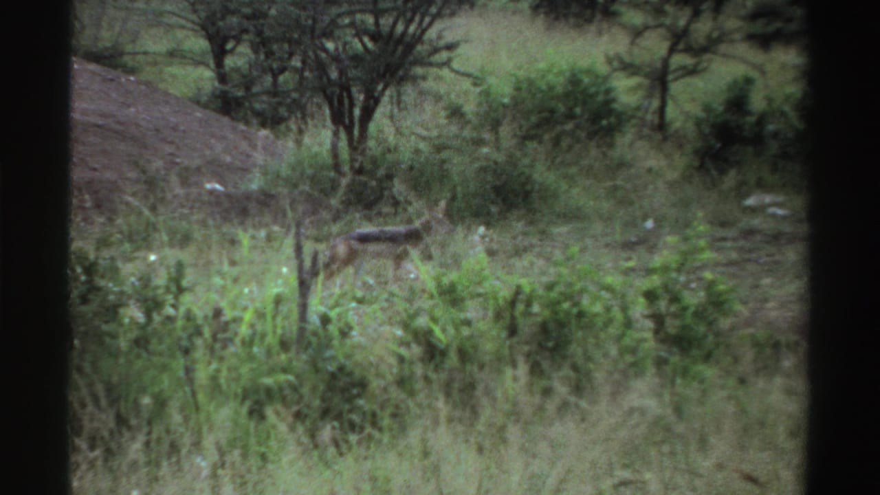 Small canid walking through grass and shrubs in a wooded scrub landscape.
