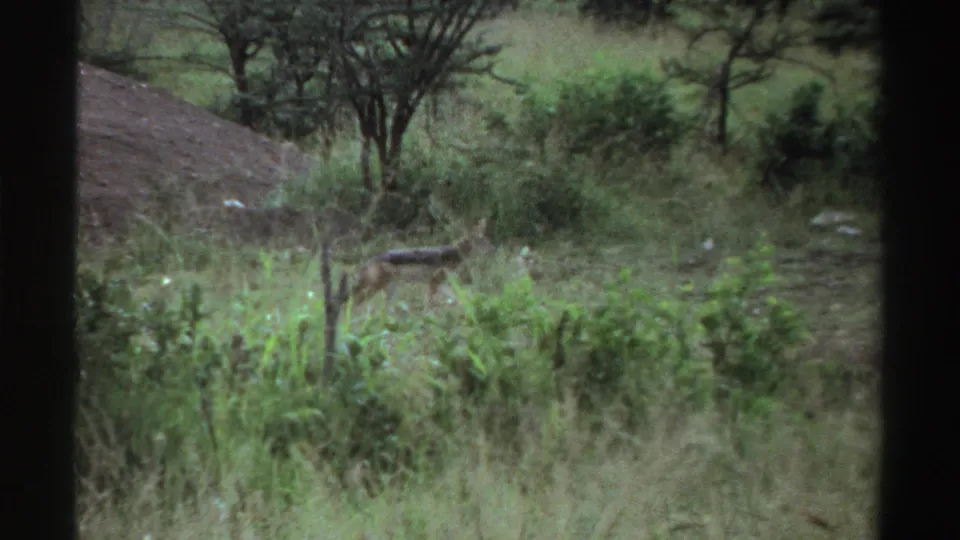 Small canid moving through tall grass and shrubs in Nigeria, seen in grainy 1969 8mm footage from a partially obstructed viewpoint.