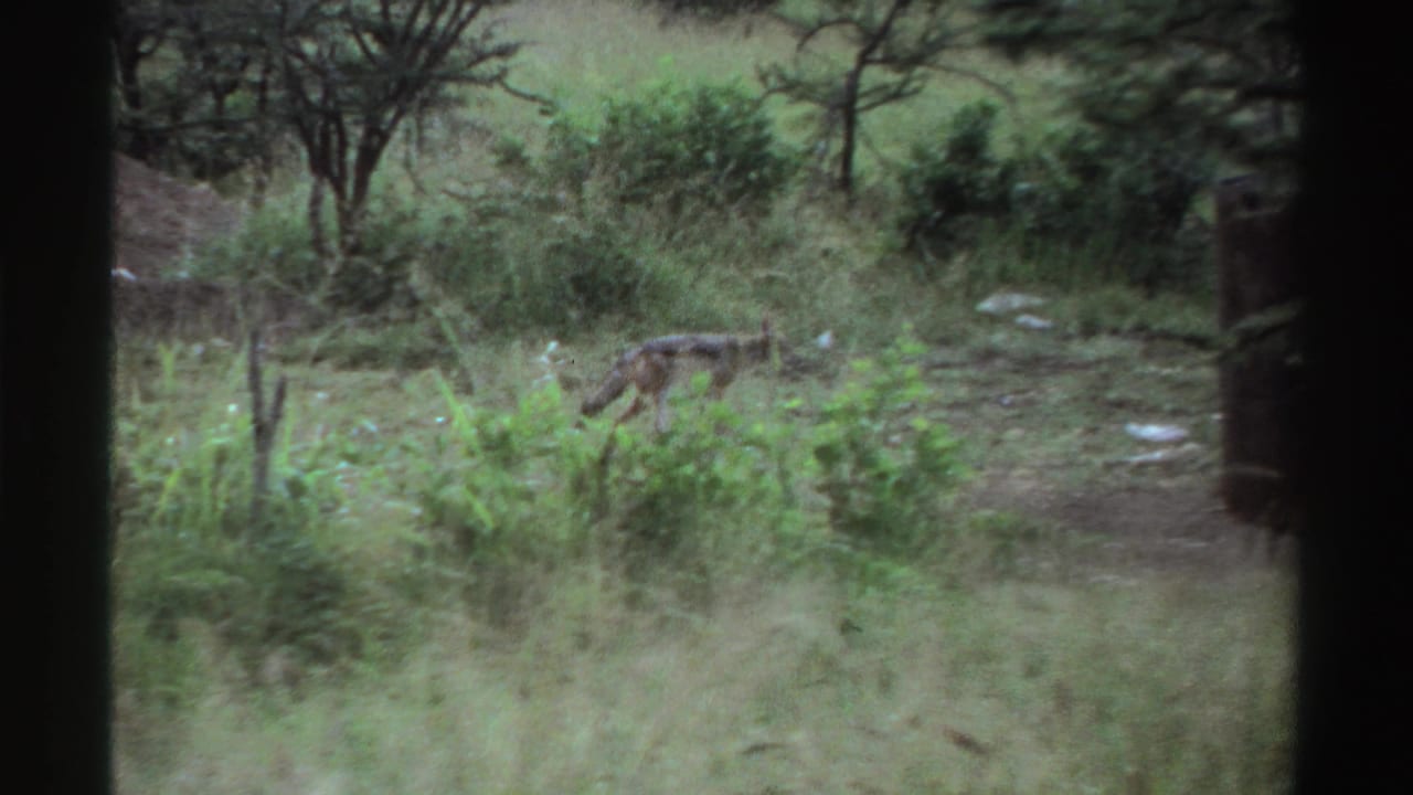 A small canid crosses uneven scrubland in the Nigeria 1969 home-movie clip, partly framed by dark vertical edges.