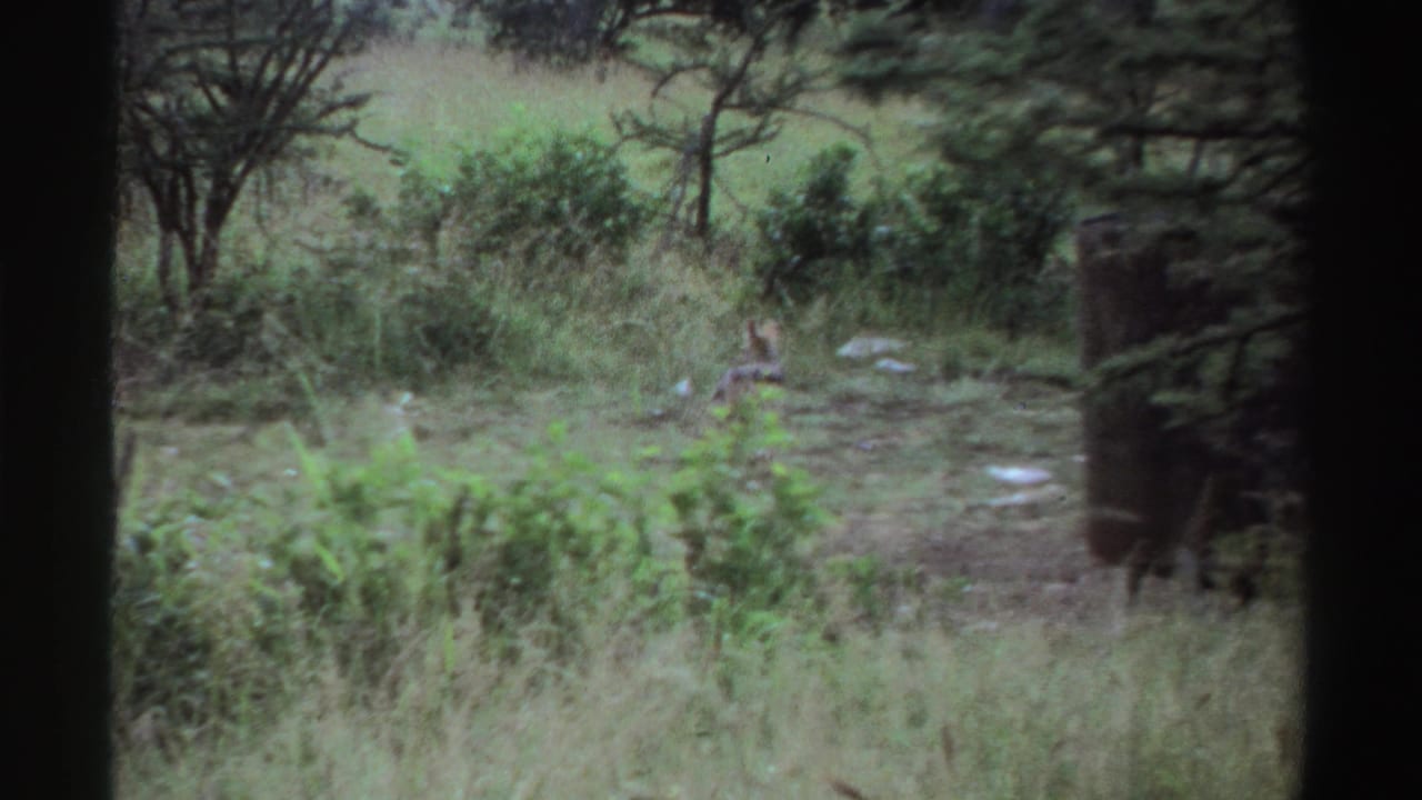 The canid appears lower in the frame among grass and shrubs, with a dark window or frame edge at the side in the 1969 Nigeria footage.