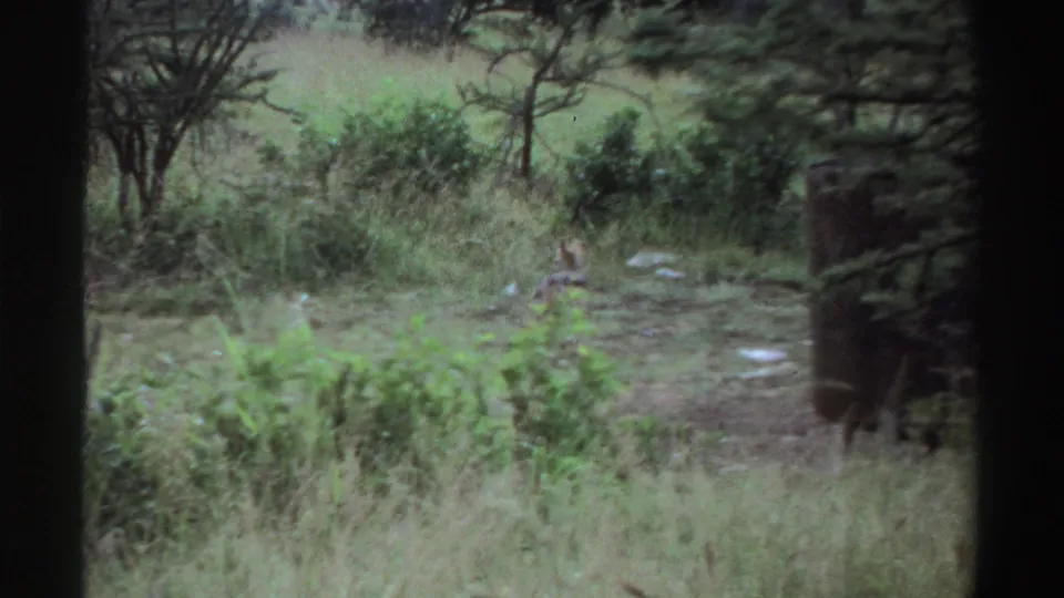 The canid appears lower in the frame among grass and shrubs, with a dark window or frame edge at the side in the 1969 Nigeria footage.