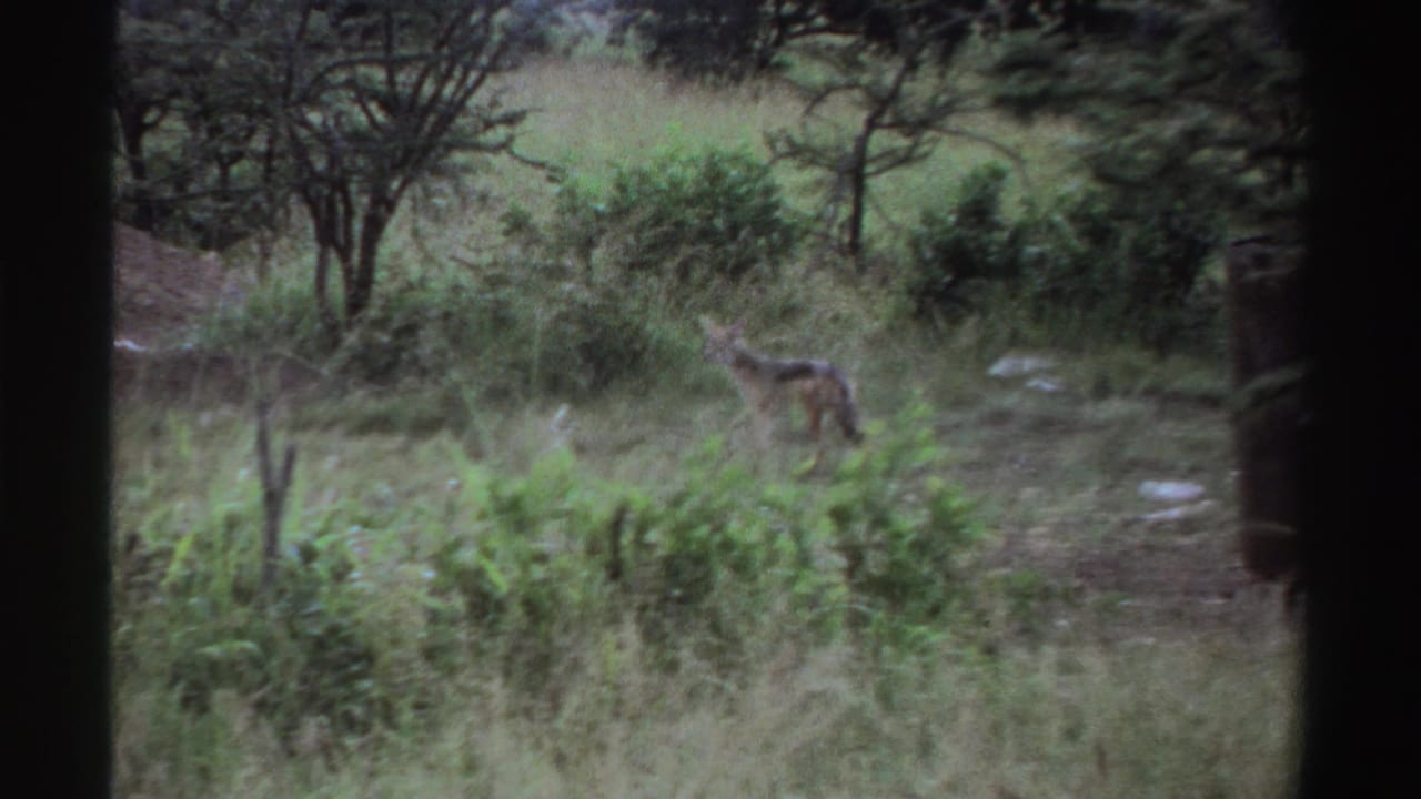 A small canid is visible among tall grass and low shrubs in Nigeria, captured in soft, grainy 1969 8mm home-movie footage.