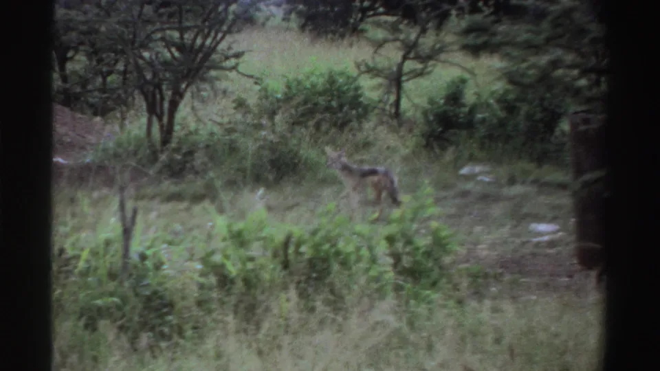 A small canid is visible among tall grass and low shrubs in Nigeria, captured in soft, grainy 1969 8mm home-movie footage.
