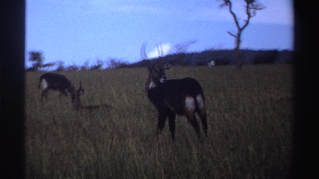 1969 Nigeria 8mm frame showing two antelope in a grassy field, one with prominent curved horns looking toward the camera.