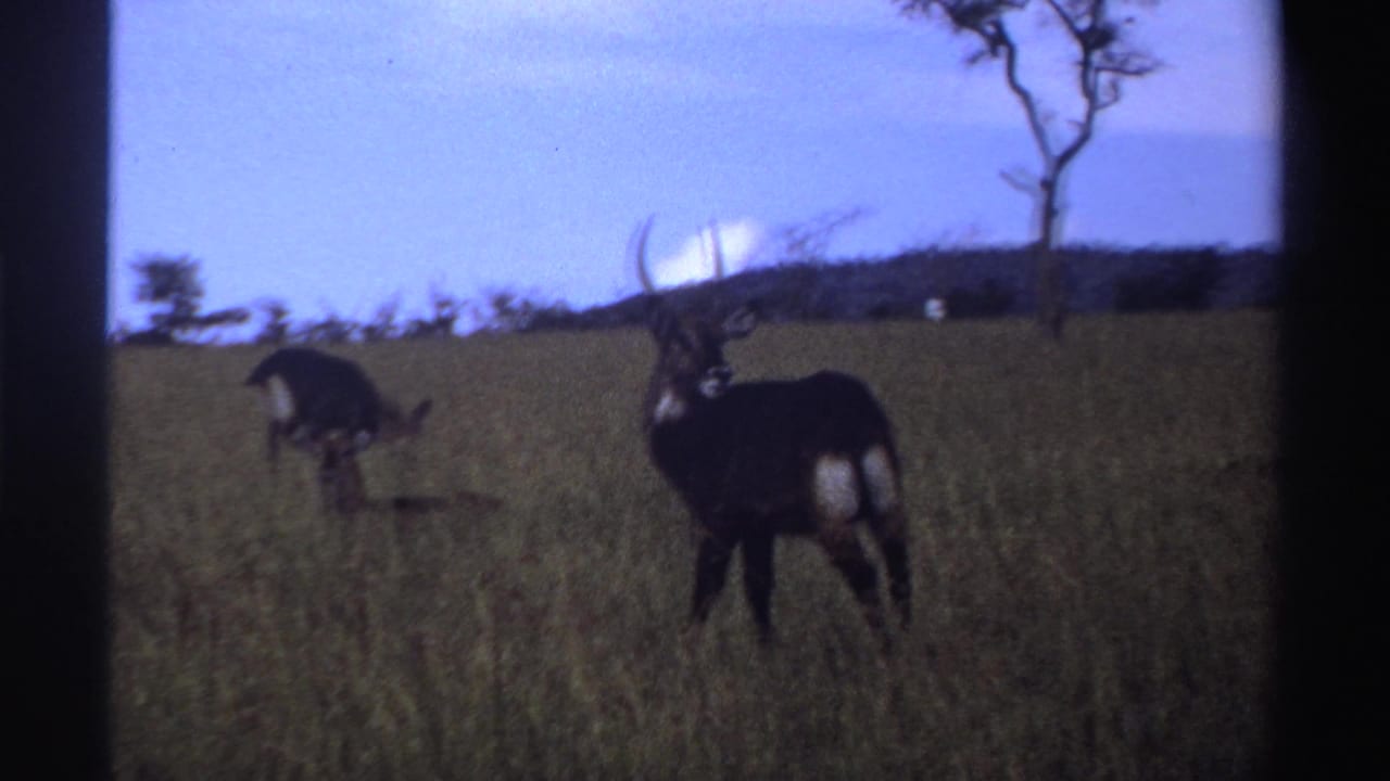 1969 Nigeria 8mm frame with a horned antelope facing the camera and another antelope grazing in the background grass.